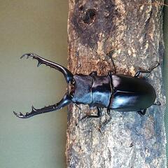 外国産クワガタ　ファブリース、ギラファ、パラワンの画像