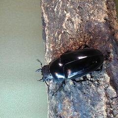 外国産クワガタ　ファブリース、ギラファ、パラワンの画像