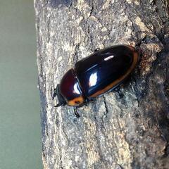 外国産クワガタ　ファブリース、ギラファ、パラワンの画像