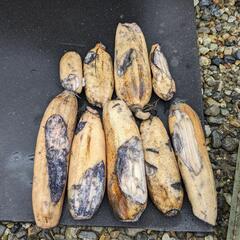 レンコン2kg 備中 傷あり の画像