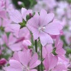 ムスクマロウ（白・ピンク）種子の画像