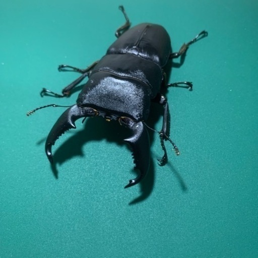 マナドヒラタクワガタ♂