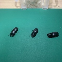 ムシモンオオクワガタ　トリオ
