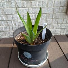 アガベ　ベネズエラ