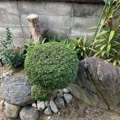 石　あげますの画像