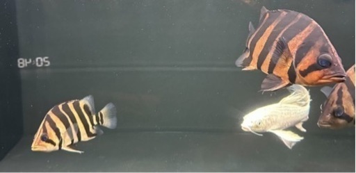 ダトニオプラスワン　(2匹)