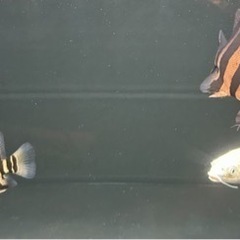 ダトニオプラスワン　(2匹)