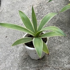 アガベ　1株200円　鉢付きの画像