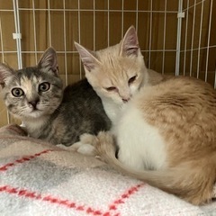 パステルカラーの兄妹猫ちゃん(茶白とグレー) - 里親募集