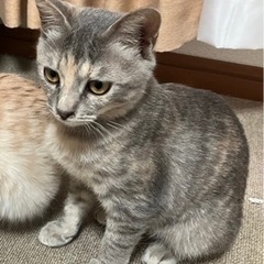 パステルカラーの兄妹猫ちゃん(茶白とグレー) − 京都府