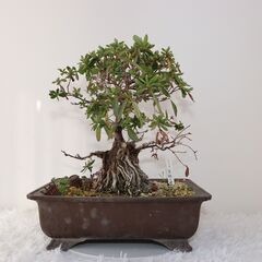大品盆栽 皐月(さつき) 品種：紫龍の誉