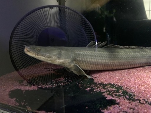 ポリプテルスビキール55㎝±