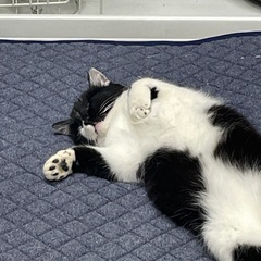 7〜8ヶ月の僕ちん
