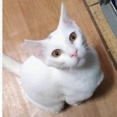 頭の模様がワンポイントしろ丸くん☆譲渡会に出ます♪