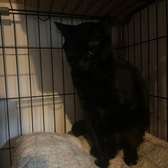 美人な黒猫さん - 猫