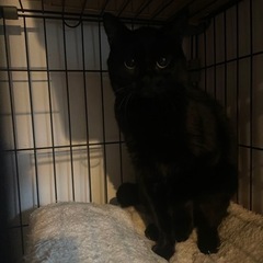 美人な黒猫さん - 品川区