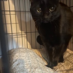 美人な黒猫さん