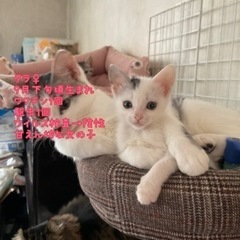 子猫の里親さま募集