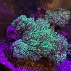 スターポリプ　ライブロック　サンゴ　ソフトコーラル　海水魚