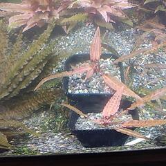 クリプトコリネ アフィニス メタリック レッド？の画像