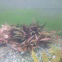 クリプトコリネ アフィニス メタリック レッド？の画像