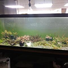 クリプトコリネ アフィニス メタリック レッド？の画像