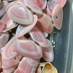 さくら貝　桜貝の画像