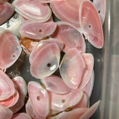 さくら貝　桜貝の画像