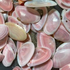 さくら貝　桜貝の画像