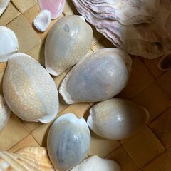 貝殻いろいろ　宝貝　星砂　ほかの画像