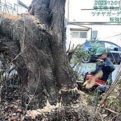 竹林 山林伐採 抜根 整地工事請負ます。所沢市 清瀬 川越市〜 − 埼玉県