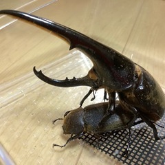 ヘラクレスオオカブト幼虫