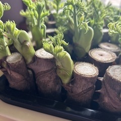 タラの芽 訳あり 約150ｇの画像