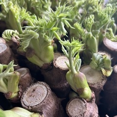 タラの芽 訳あり 約150ｇの画像