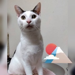 北斗くん♂８ヶ月穏やかな男の子です