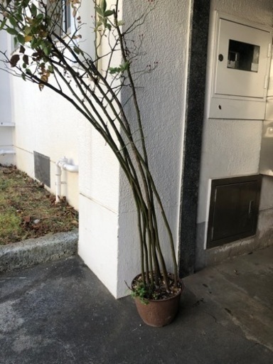 トゲなしノバラ　接木用