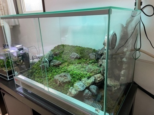 【苔テラリウム・水槽】60×45×45 現況のままお渡し 水槽