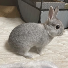 里親候補の方とお話進めてます 生後3ヶ月