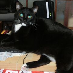 おとなしい猫です