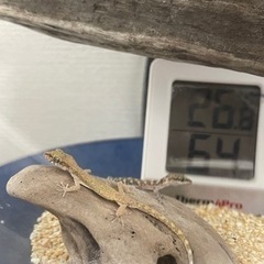 漢方薬？