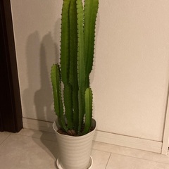 多肉植物　大雲閣　5本立ち　90センチ高の画像
