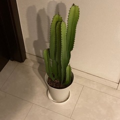 多肉植物　大雲閣　5本立ち　90センチ高の画像