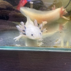 ウーパールーパー　黒白1匹ずつ！