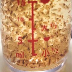 幹之メダカ若魚10匹+α　ナンバー1の画像