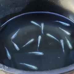 幹之メダカ若魚10匹+α　ナンバー1の画像