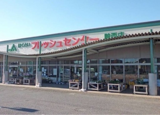 ヘラクレスリッキー♂♀【完売御礼】