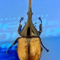 ヘラクレスリッキー♂♀【完売御礼】の画像