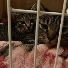 寒いなか外にいます。子猫キジトラ