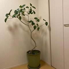 ベンガレンシス　クッカバラ