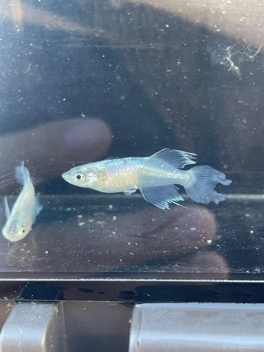 銀箭(ぎんせん) めだか若魚1T (目高処 鈴屋) 小牧のその他の中古
